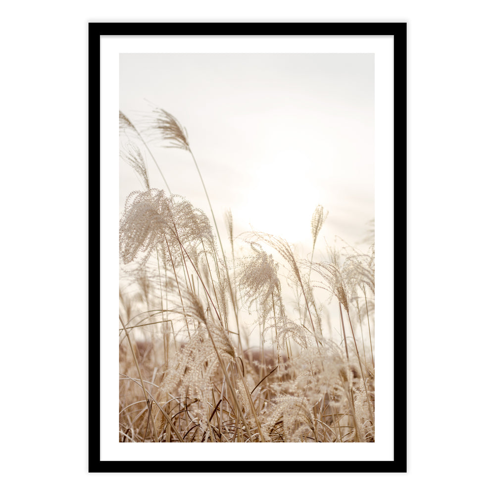 Field Of Grasses Photography