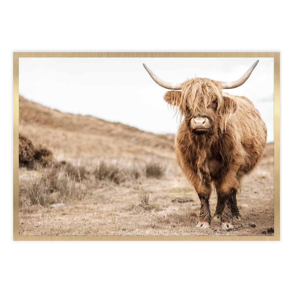 Highland Cow Photography