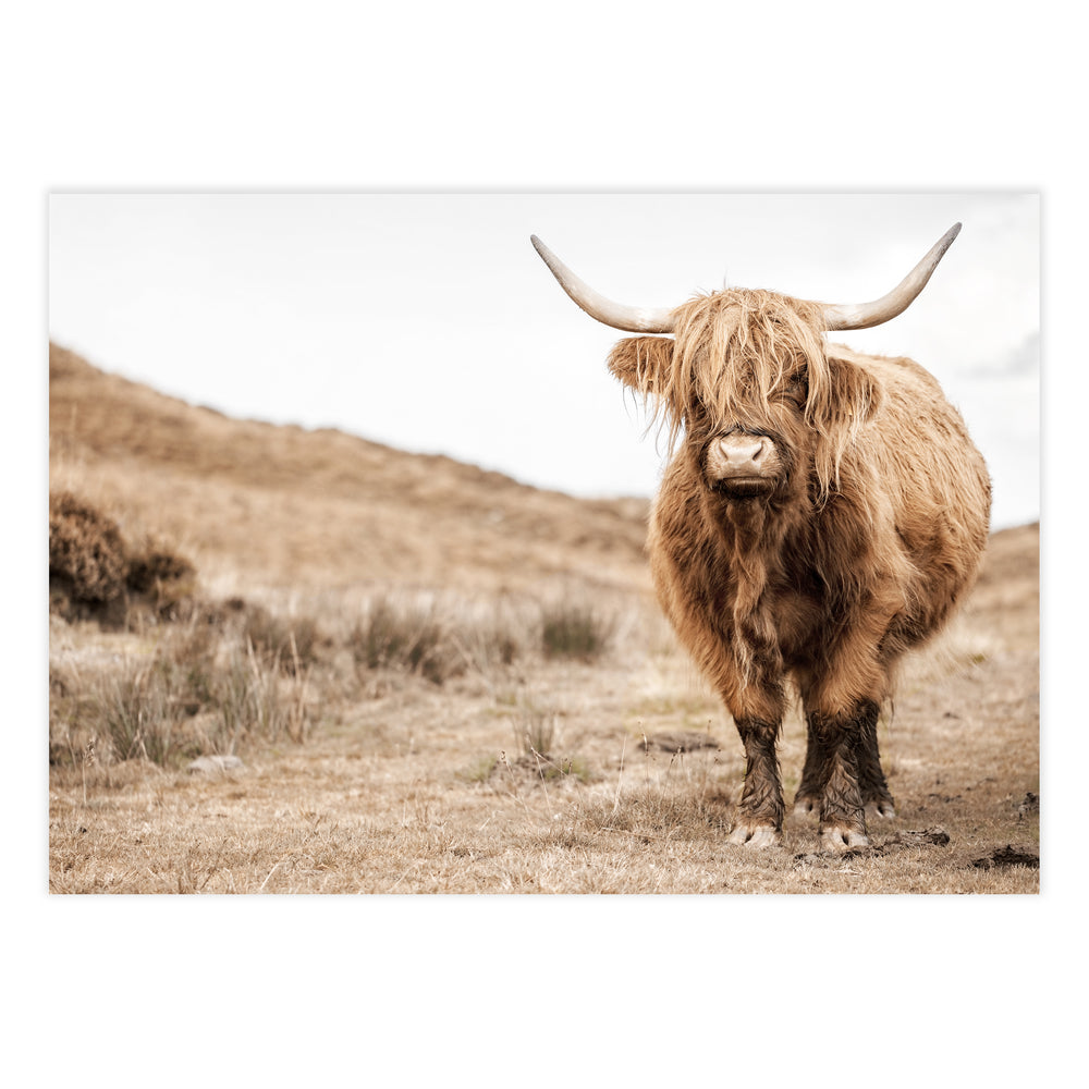 Highland Cow Photography