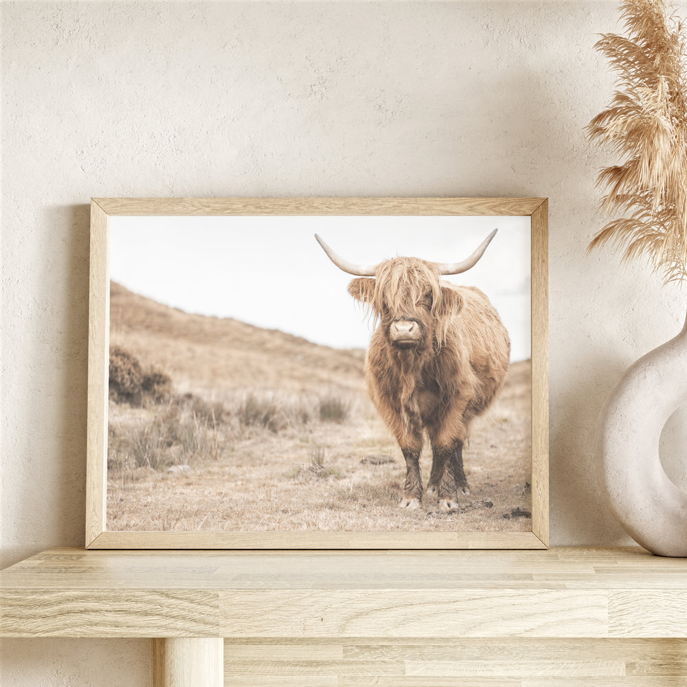 Highland Cow Photography