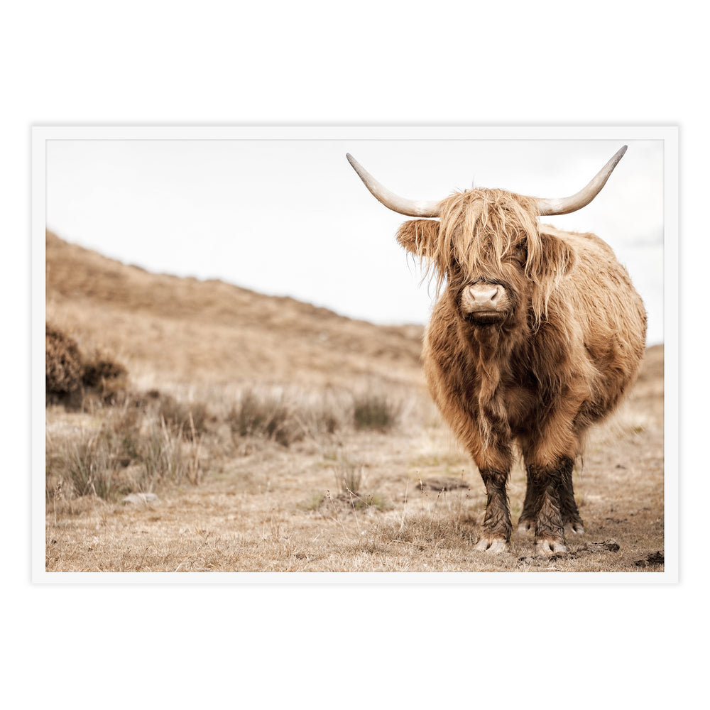 Highland Cow Photography