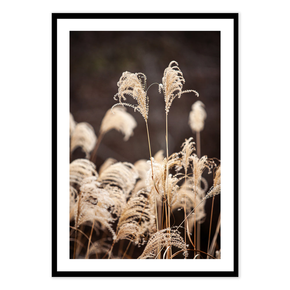 Mountain Grasses Photographic Print