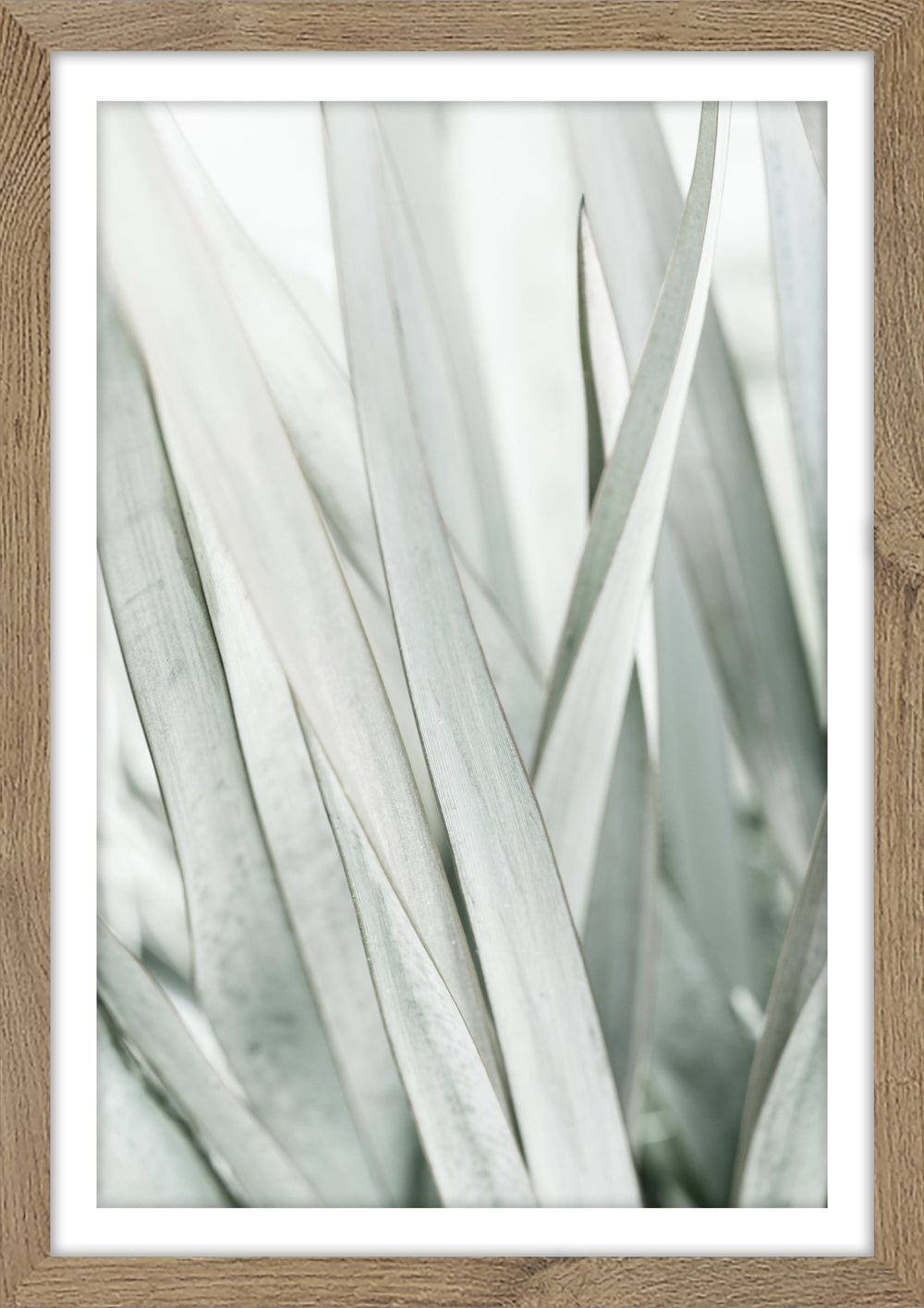 Sage Plant Print
