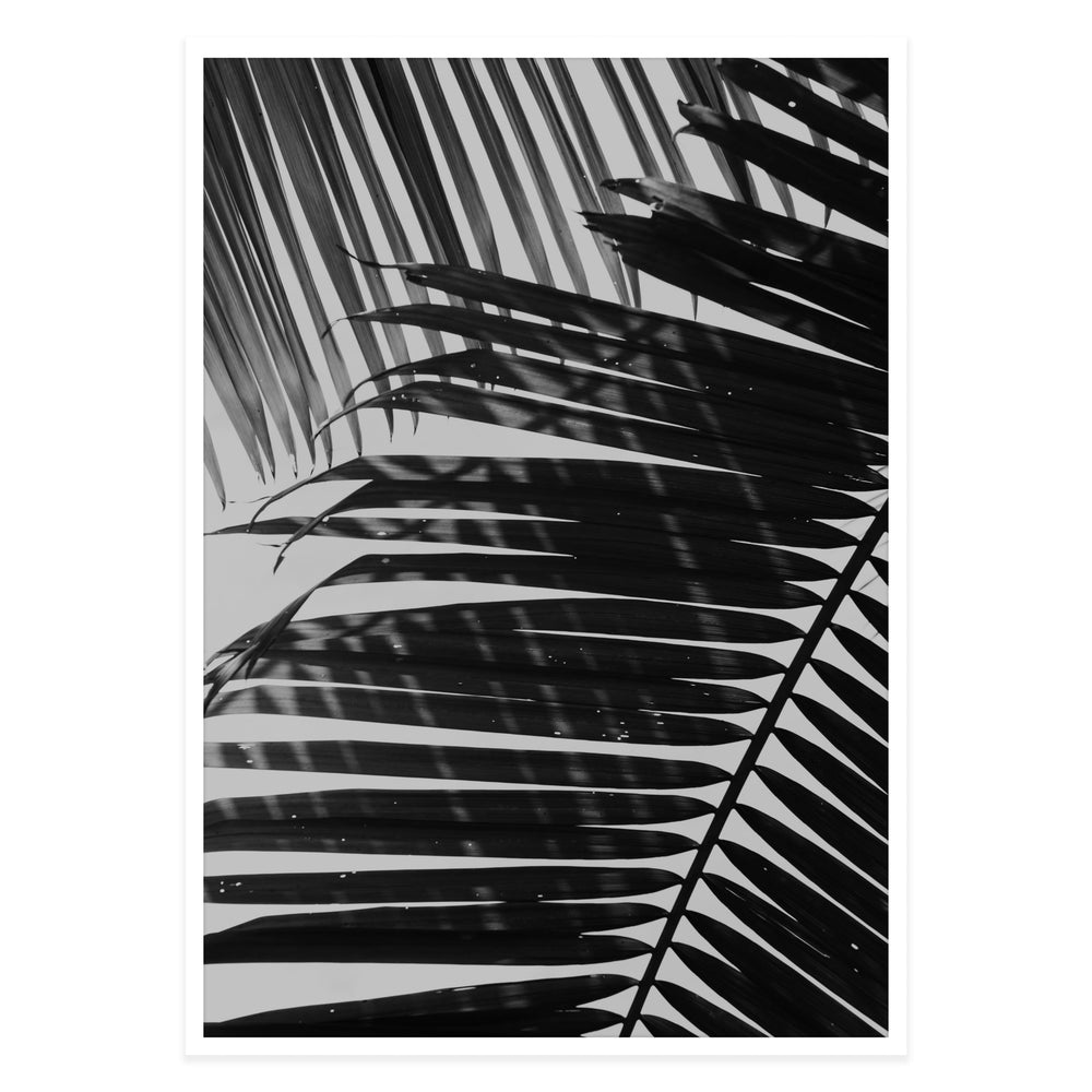 Palm Shadows 02